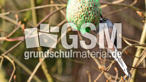 Schwanzmeise (02).jpg